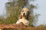 PTIT BASSET GRIFFON V.  073